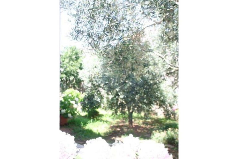 Apartmaji Krk-Hydrangea – foto 10
