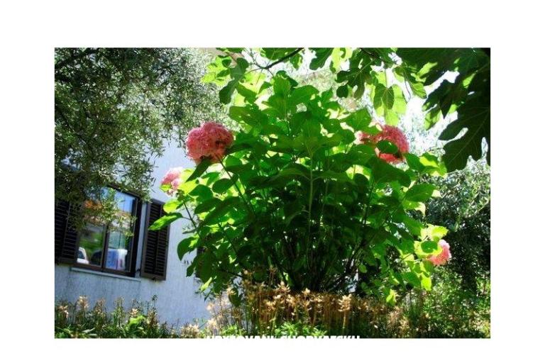 Apartmaji Krk-Hydrangea – foto 13