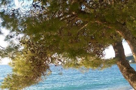 Apartmaji Barbir – foto 8