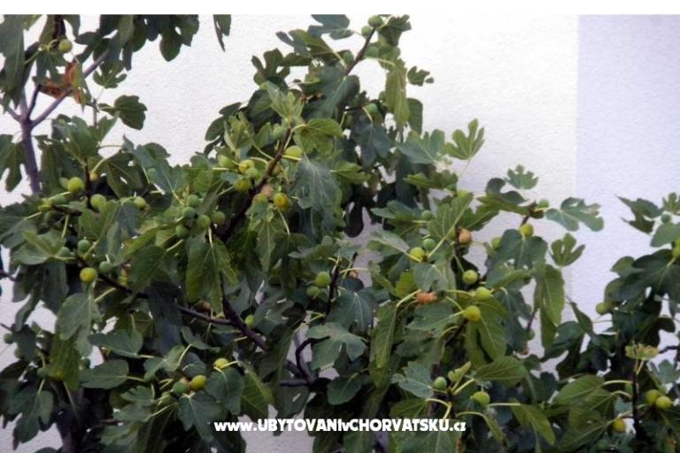 Apartmaji Marasović – foto 6