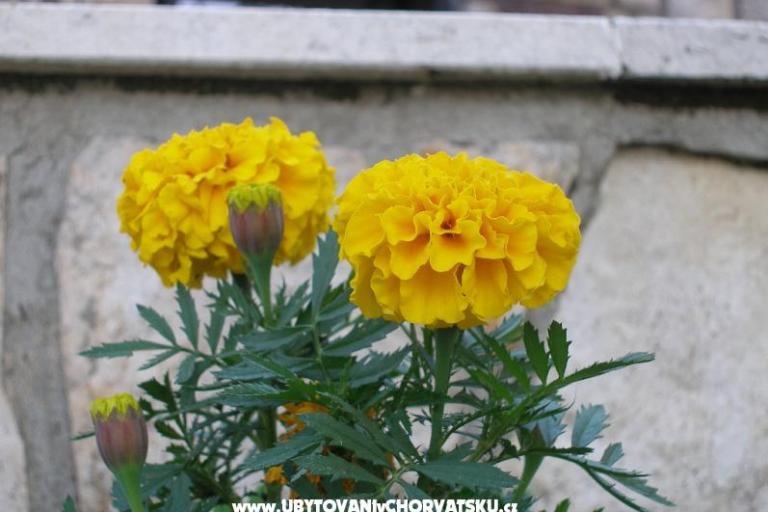 Hiša Obrš *** – foto 17