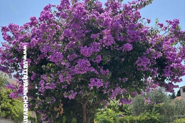 Apartmaji Kovačić – foto 15