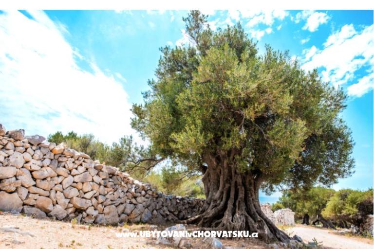 Apartmaji Šegota – foto 11