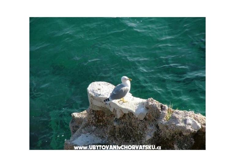 Apartmaji Nena Pisak – foto 10
