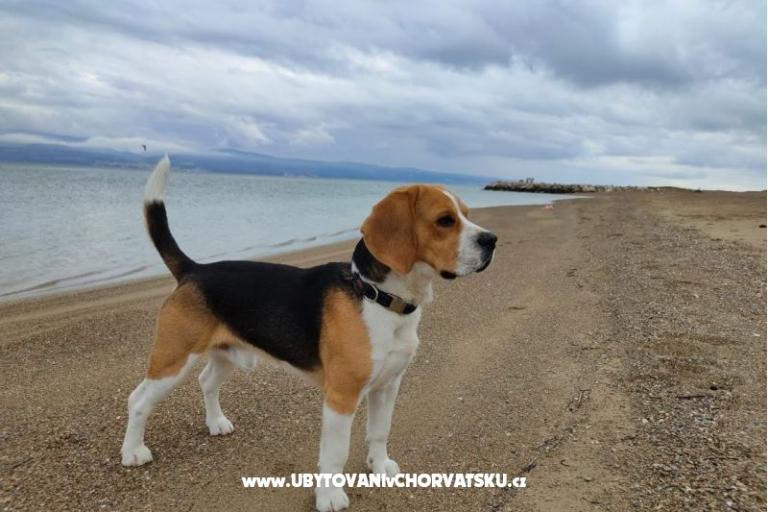 Apartmaji Tomasović Omiš – foto 17