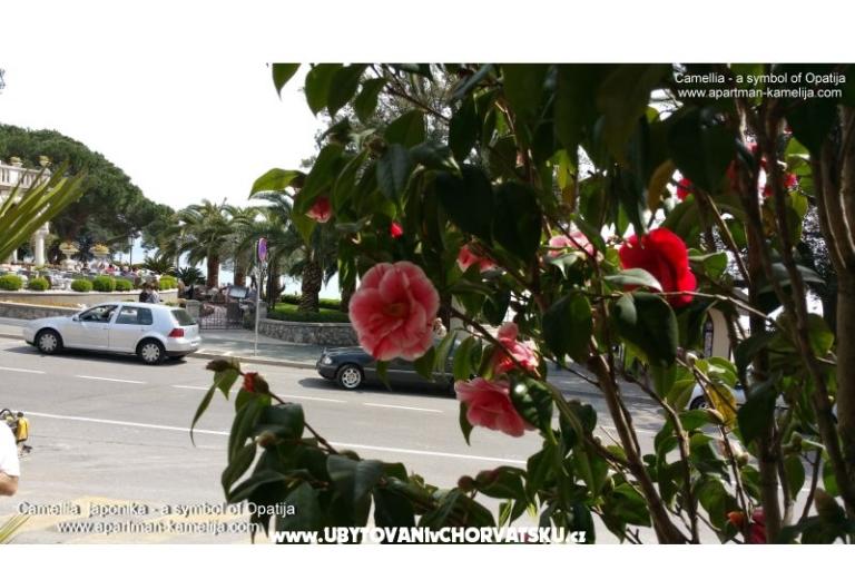 Apartma Kamelija – foto 17