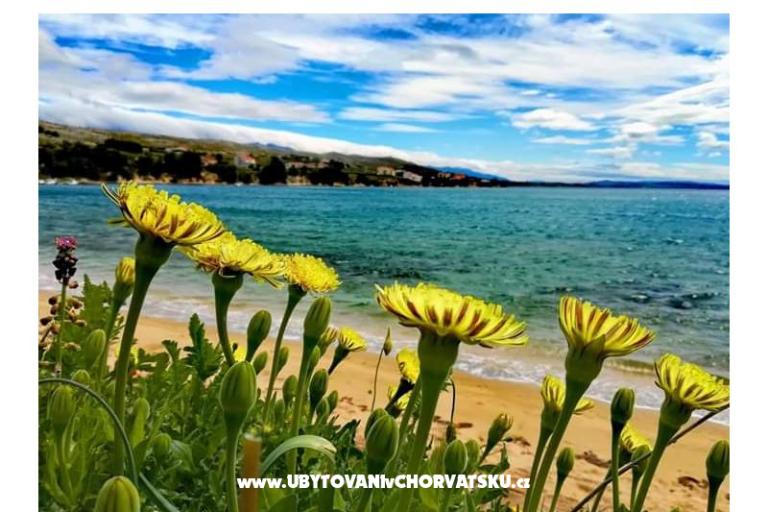 Apartmaji Marijana Mandre – foto 20