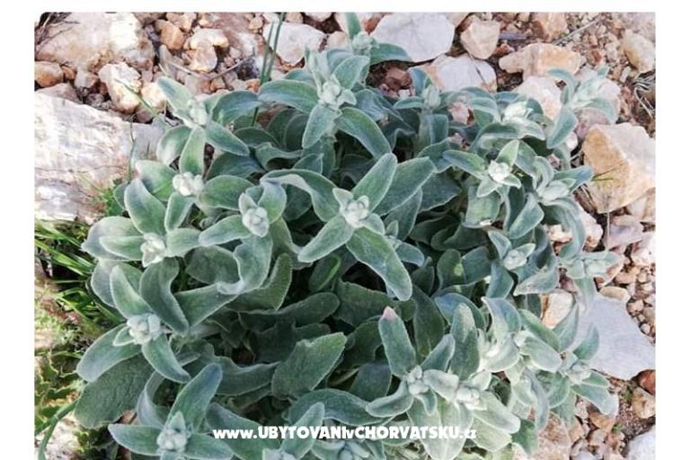 Apartmaji Marijana Mandre – foto 21