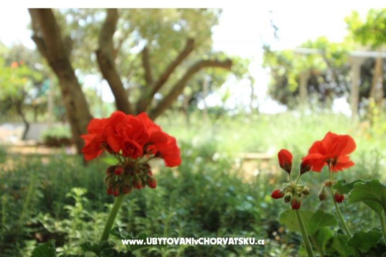 Apartmaji Salvia island Pag Mandre – foto 11