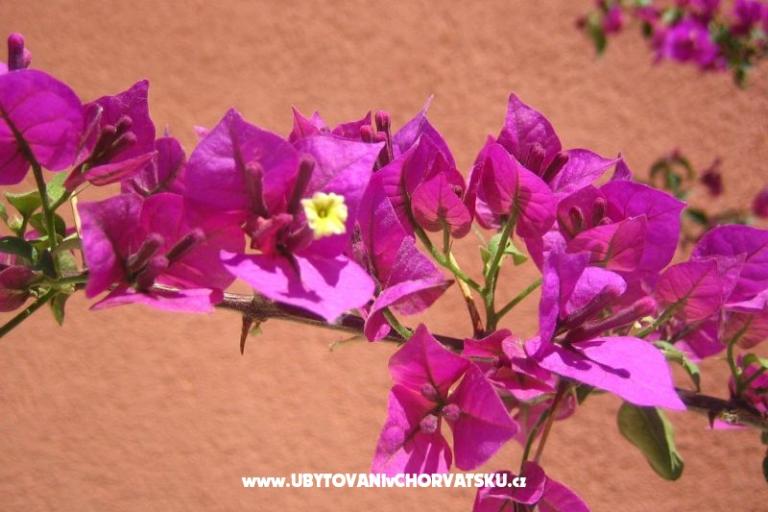 Apartmaji Kovacika – foto 4