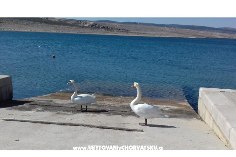Apartma Maja – foto 18