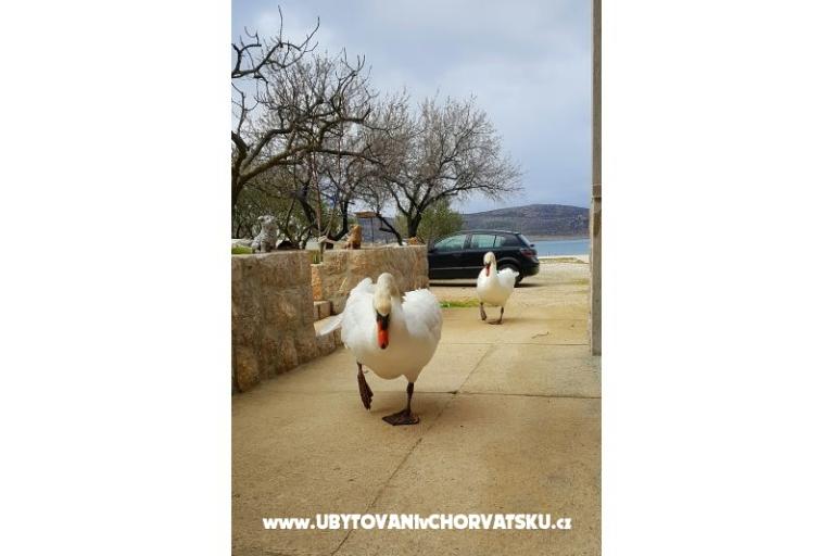 Apartmaji Tomic – foto 4