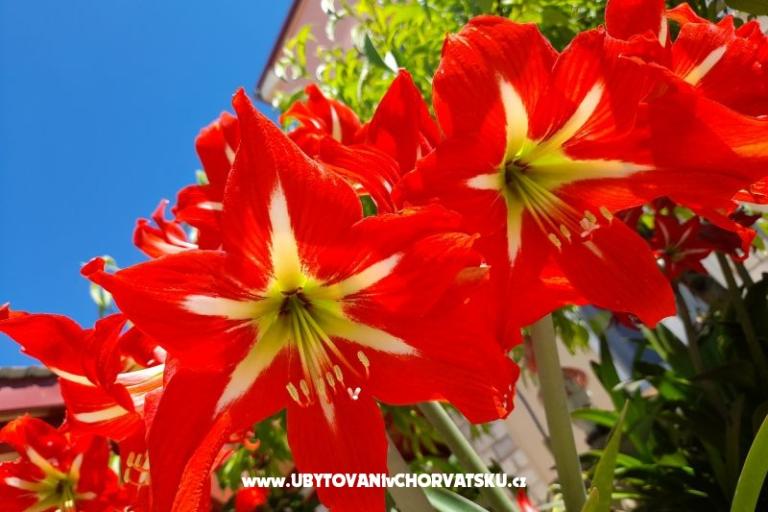 Apartmaji Tomic – foto 7