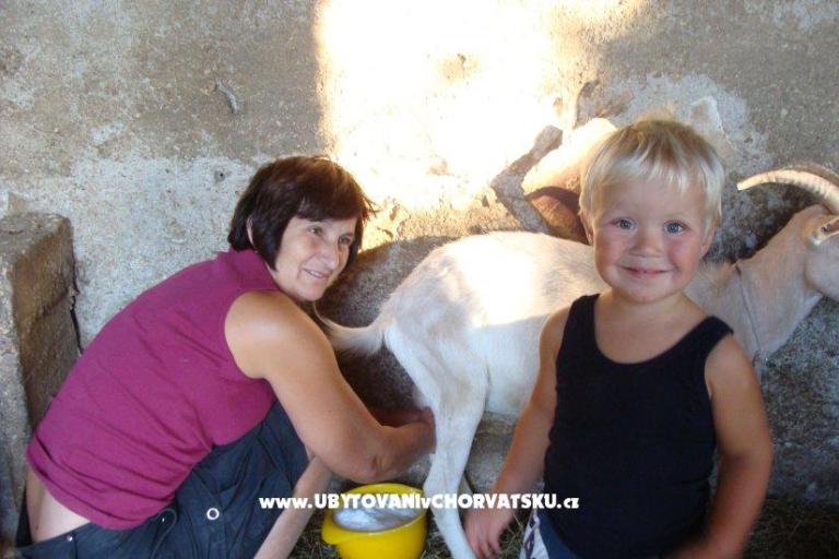 Apartmaji Sokalo-Petar – foto 8