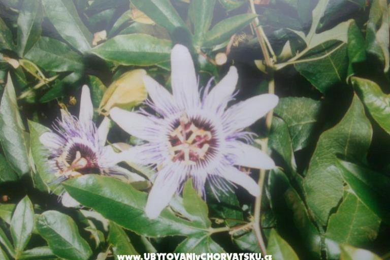 Villa Tomy – foto 7