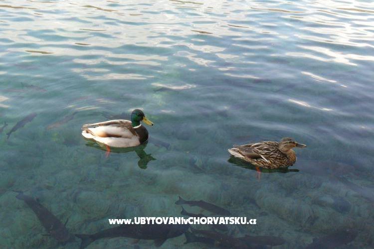 Apartmaji Marija – foto 16