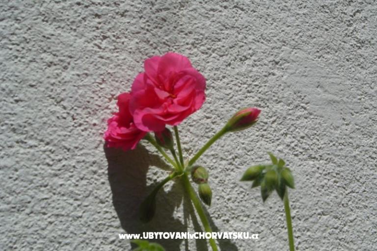 Apartmaji Sumić – foto 13