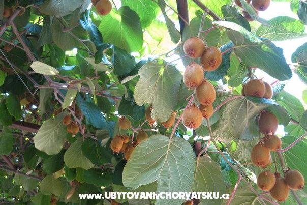 Apartmaji Milanović  Poreč – foto 15