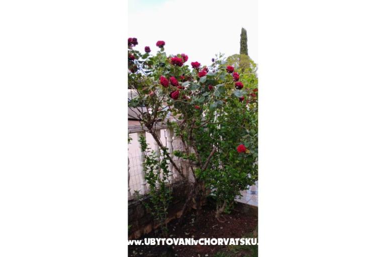 Apartmaji Dragica! – foto 28