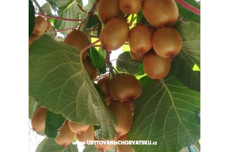 Apartmaji Lucija – foto 14