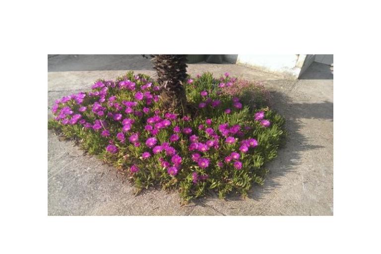 Apartmaji Šime – foto 10