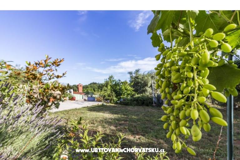 Apartma Mika – foto 12