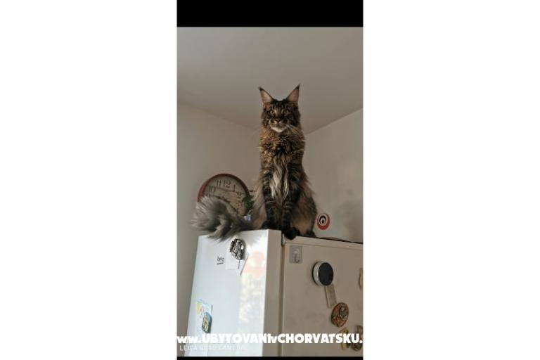 Apartmaji CAPE – foto 35