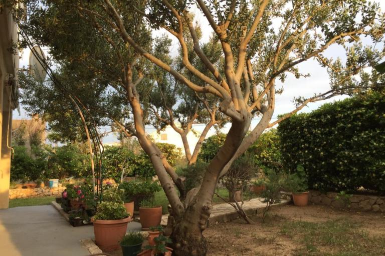 Apartmaji Biba i Luce – foto 2