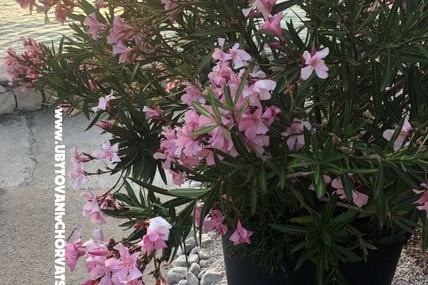 Apartmaji Ruža – foto 28