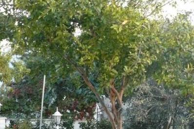 Apartmaji Milica – foto 5