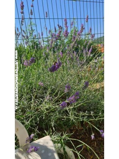 Holiday Apartmaji Lucic – foto 98