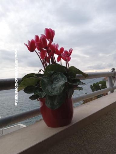 Apartma Jagoda – foto 23