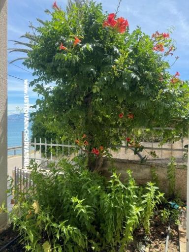 Apartmaji Adria – foto 20