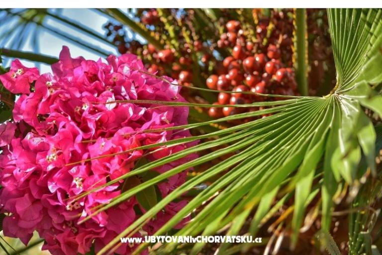 Apartmaji Dominika – foto 23