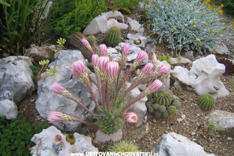 Apartmaji Sunce – foto 17