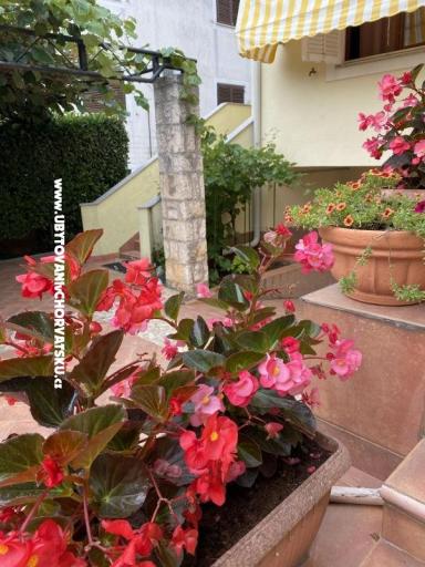 Apartmaji Maris  – foto 2