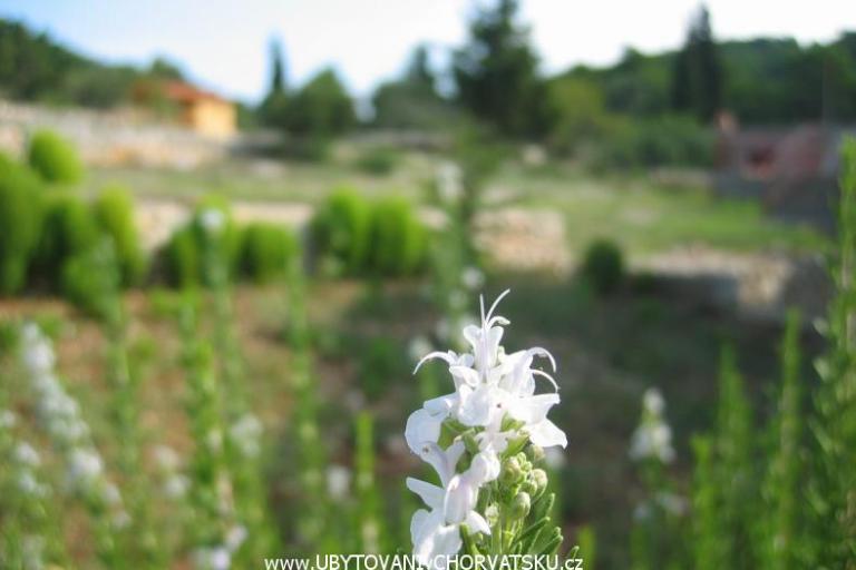 Apartmaji Perutović – foto 7