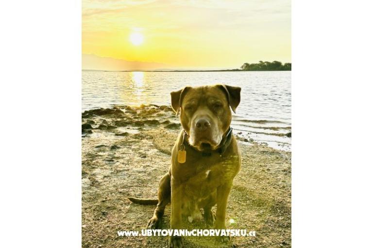 Hiša Šijak – foto 7