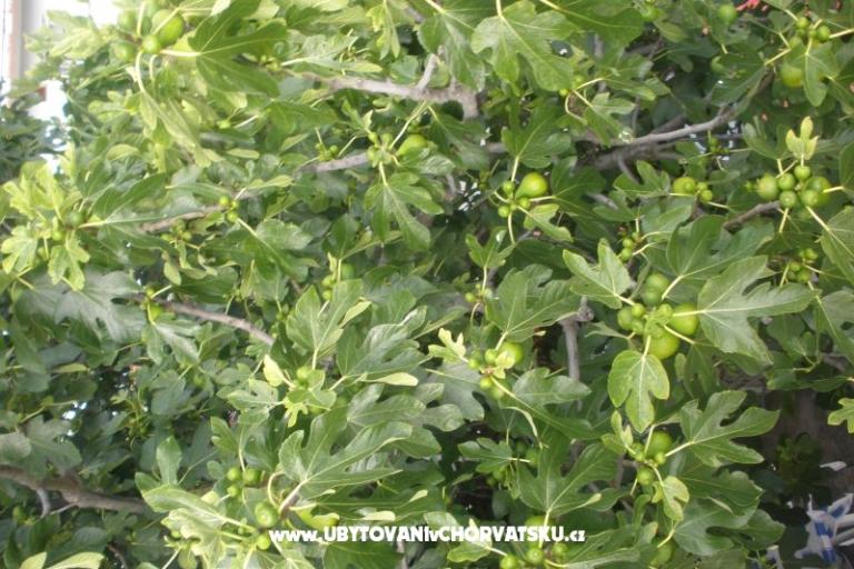 Apartmaji  Smokva   – foto 15