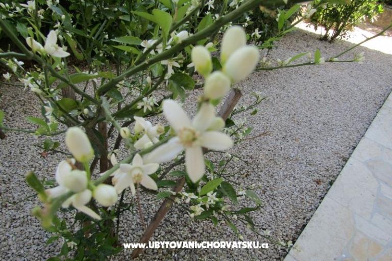 Apartmaji Kokor – foto 5