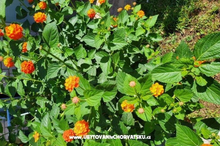 Apartmaji Rino – foto 38