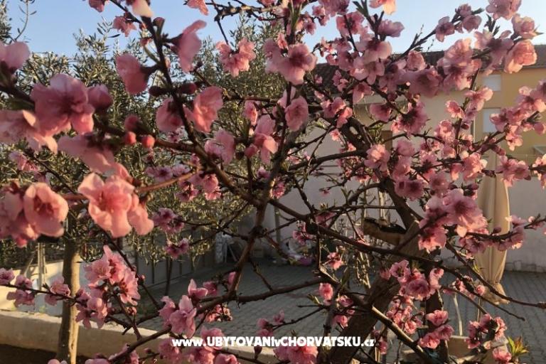 Kiwi Hiša – foto 4