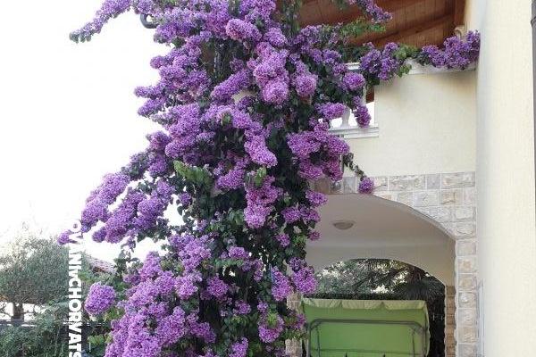 Apartmaji  Vesna  – foto 9