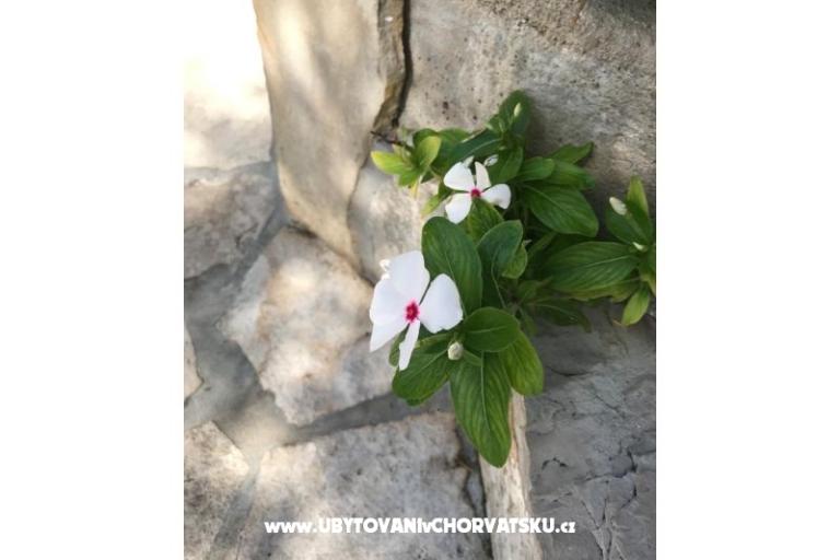 Apartmaji Kod Vlaha ,I&T – foto 14
