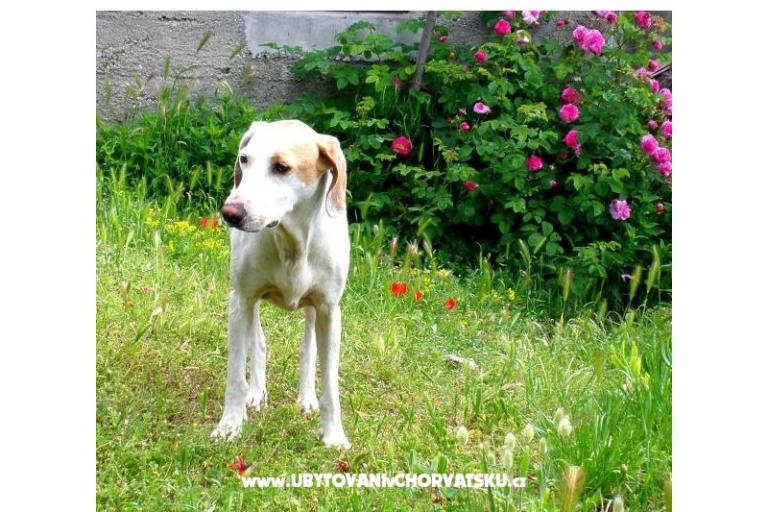 Apartma Bjanka – foto 18